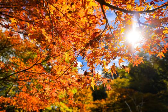 2025 - 13 Rally Japan 2025